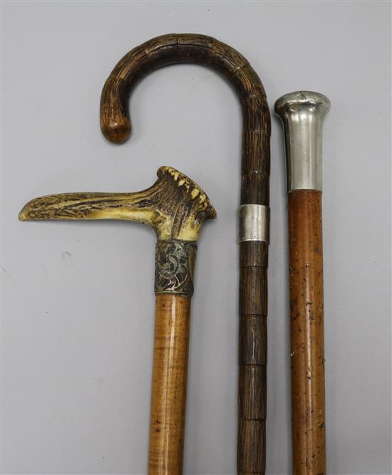 Three walking sticks